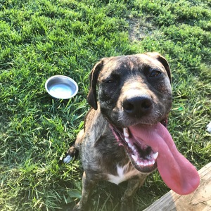 Team Page: Hindi The Hound